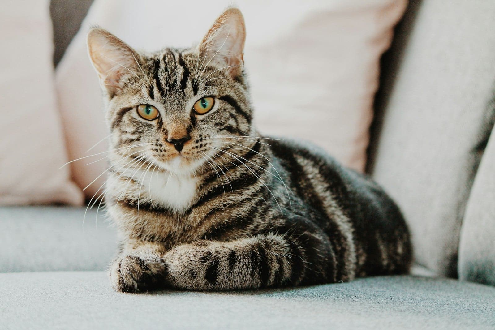 Knit Pet Blanket — view 3